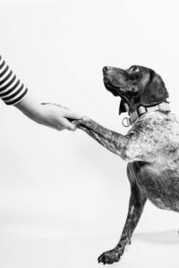 black and white image of a German Shorthaired pointer dog shaking hands