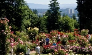 A group of people are walking through a garden of pink, white, and red roses, with fir trees behind them. In the very back of the image, you can see downtown Portland against the mountains.
